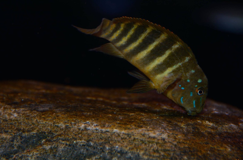 Eretmodus marksmithi 'Msalaba'